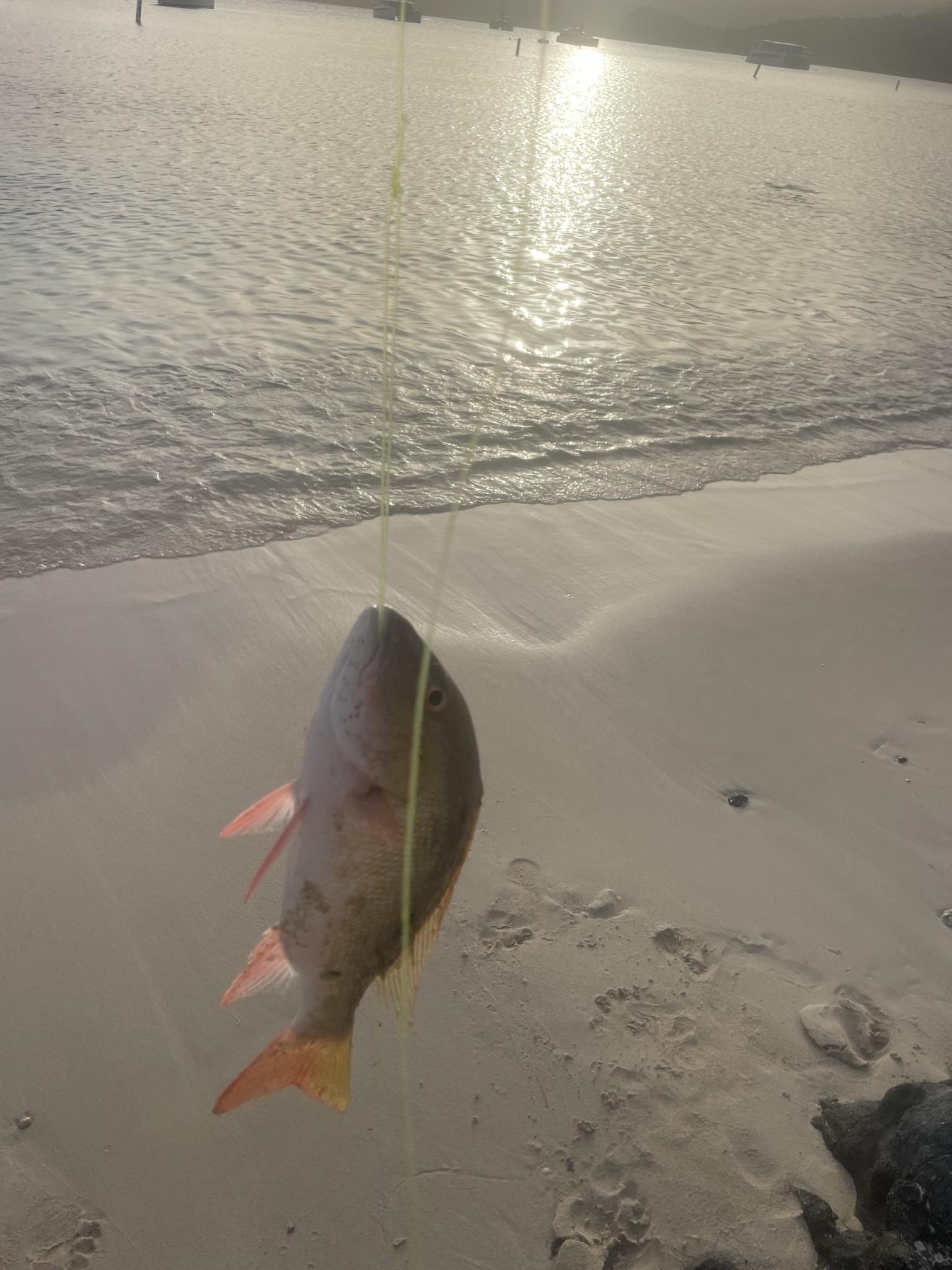 Top Dog slideshow image 4